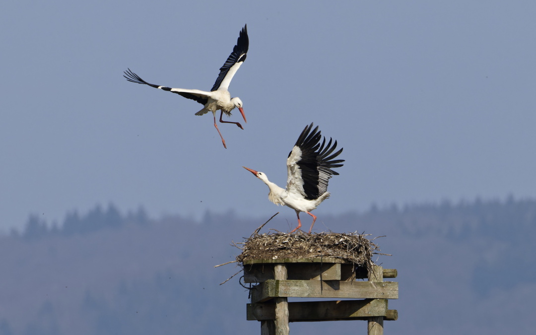 Appell an Spaziergänger und Hundehalter