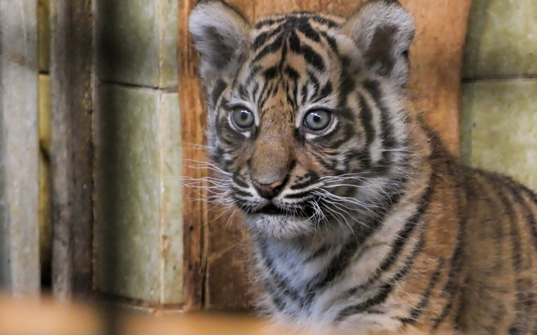 Junge Sumatra-Tigerinnen im Zoo Heidelberg suchen Namen