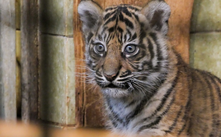 Junge Sumatra-Tigerinnen im Zoo Heidelberg suchen Namen