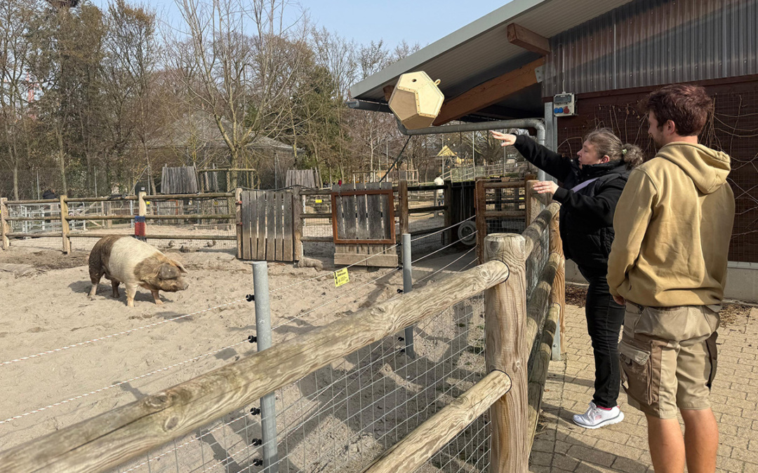 Wenn Schweine Fußball spielen