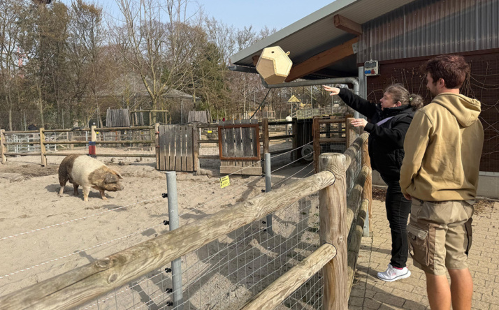 Wenn Schweine Fußball spielen