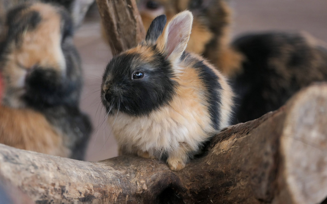 Saisonstart mit vielen Jungtieren