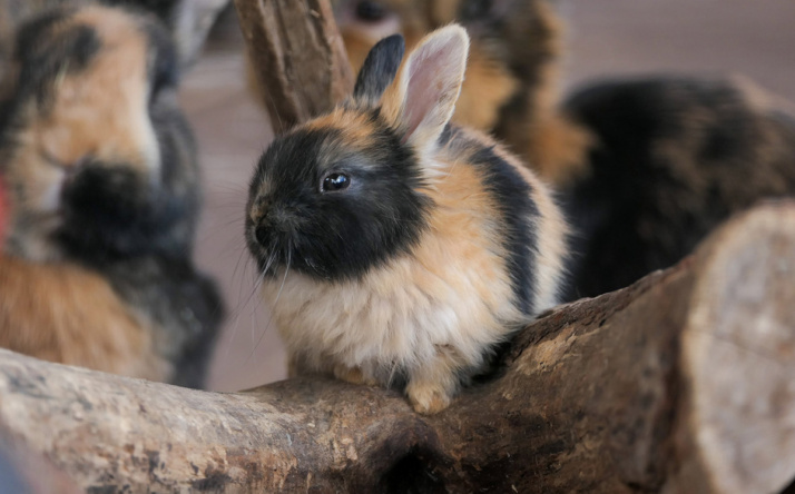 Saisonstart mit vielen Jungtieren