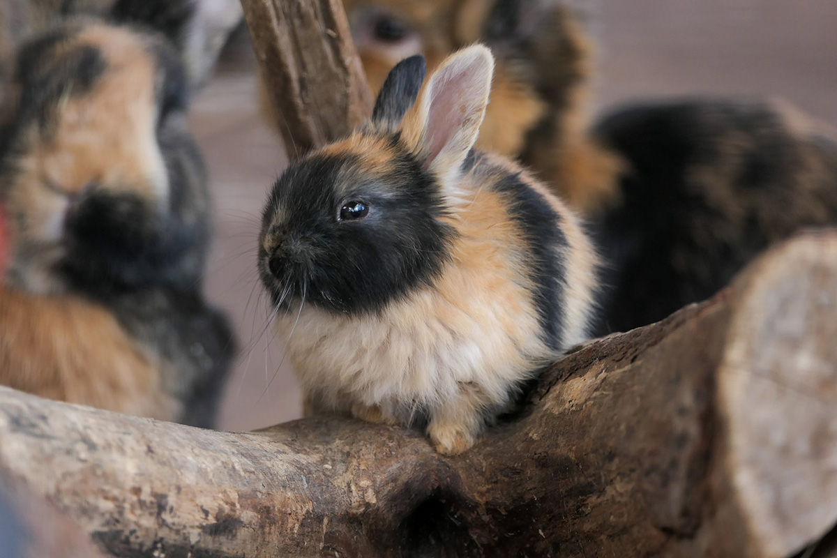 260326_Frühling_im_Zoo_5_kl Jungtieren