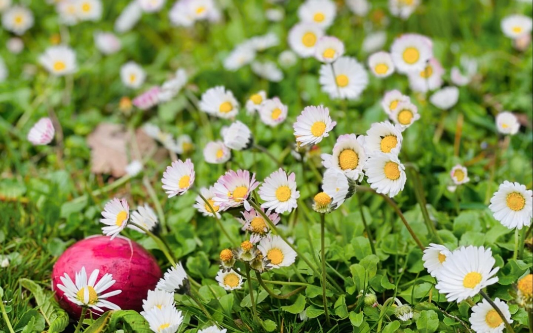 Kükentreffen von NABU Wiesloch und WiWa Familie am Ostersamstag im Gerbersruhpark