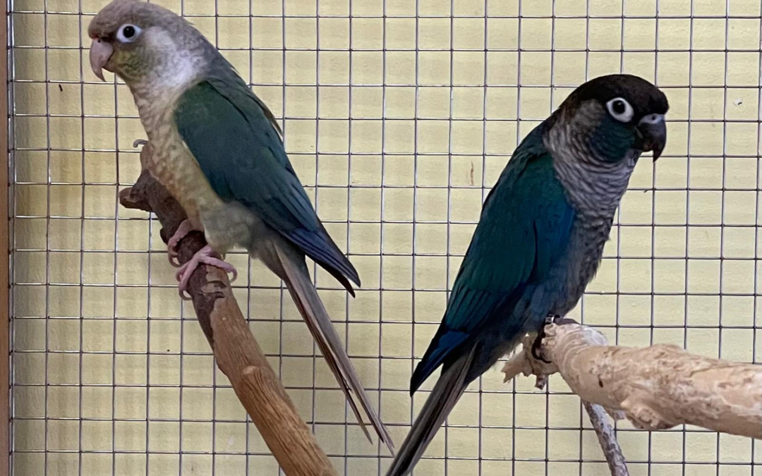 Zwei muntere Molina Sittiche sorgen für staunende Besucher