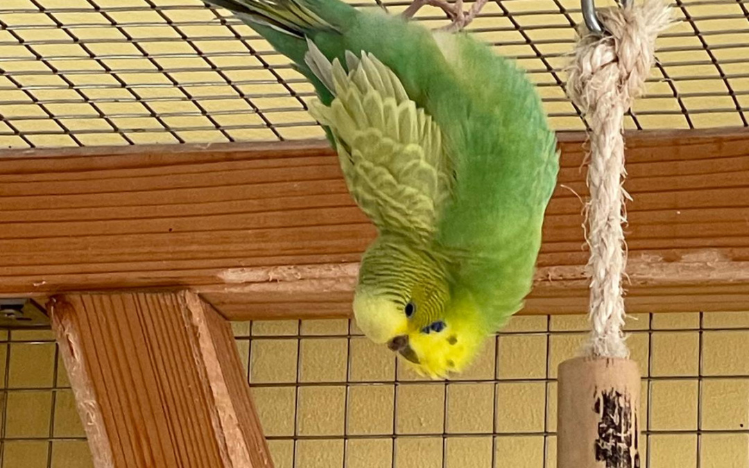 Ein kleiner Schwarm Wellensittiche