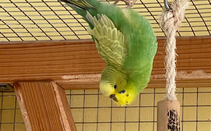 Ein kleiner Schwarm Wellensittiche