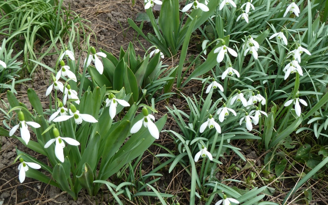 Frühlingskonzert des Kammerorchesters Nußloch am Samstag, 07. März