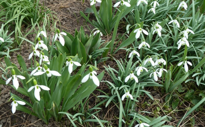 Frühlingskonzert des Kammerorchesters Nußloch am Samstag, 07. März