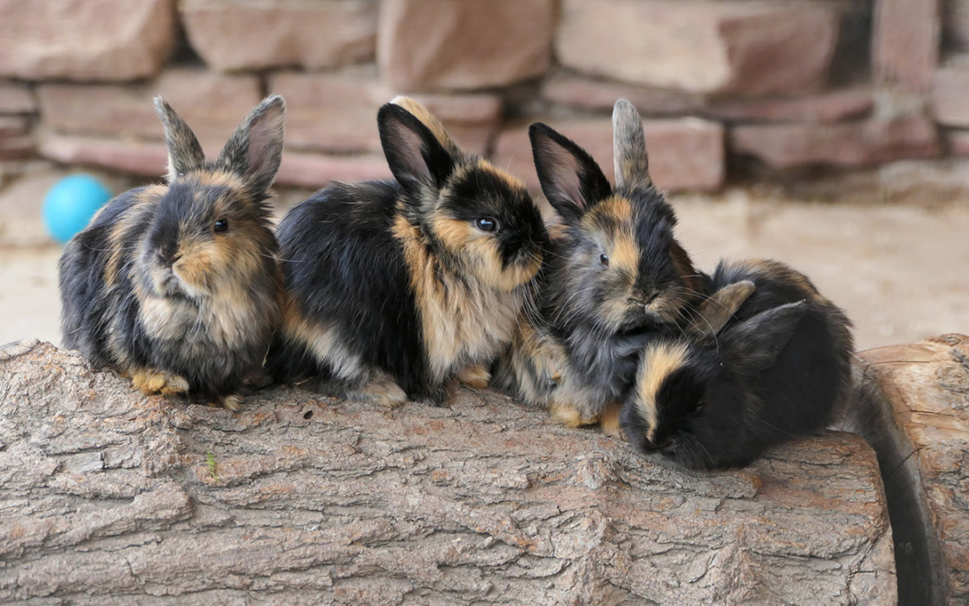 Osterzeit im Zoo Heidelberg