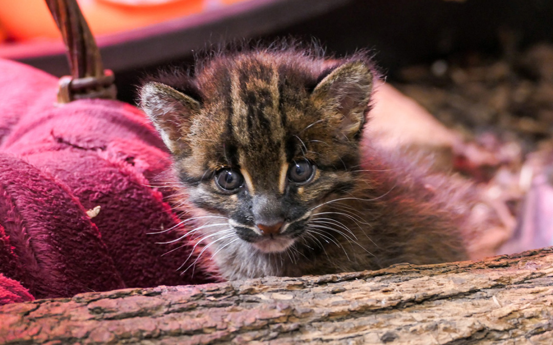Wertvoller Goldkatzen-Nachwuchs geboren