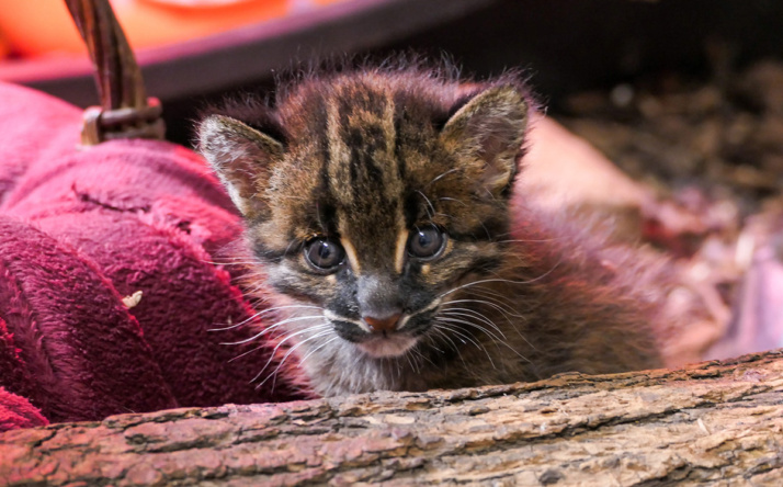 Wertvoller Goldkatzen-Nachwuchs geboren