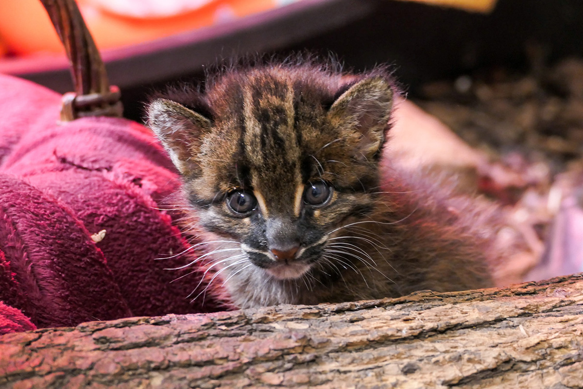 260408_Goldkatzen_Nachwuchs_2_kl Goldkatzen