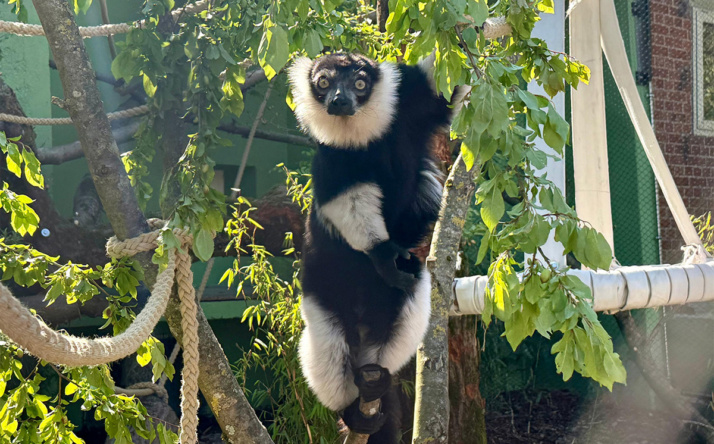 Die Gürtelvaris haben ihre neue Außenanlage nach dem Umbau bezogen
