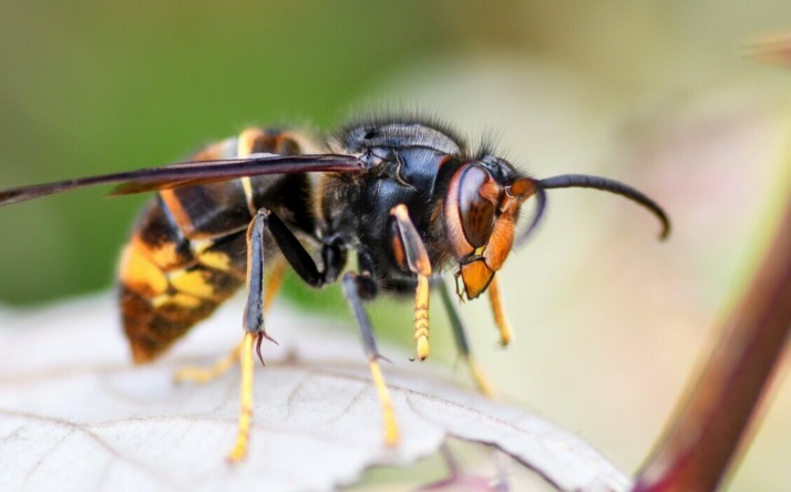 Saison der Asiatischen Hornisse beginnt