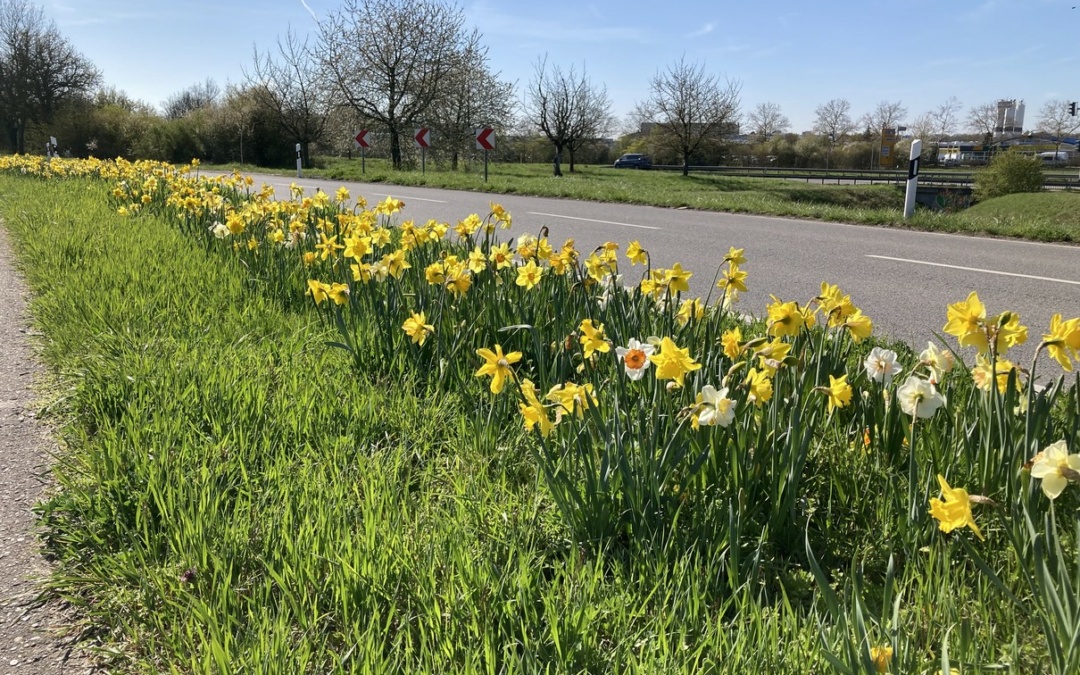 Walldorf: Die Narzissen blühen schon