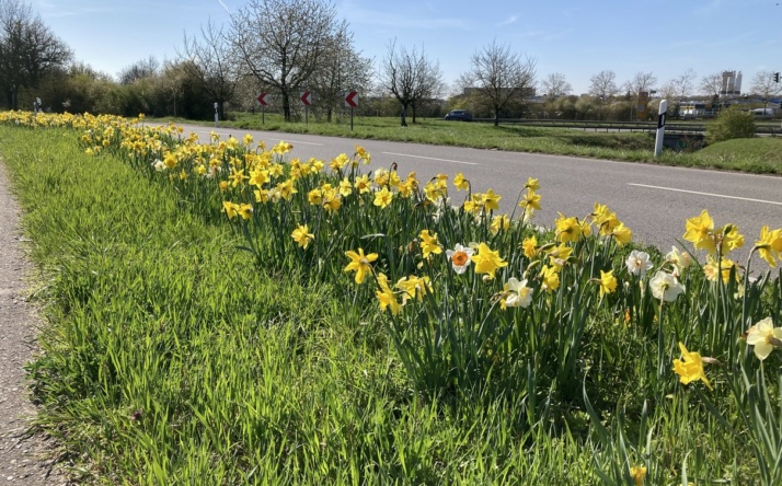 Walldorf: Die Narzissen blühen schon