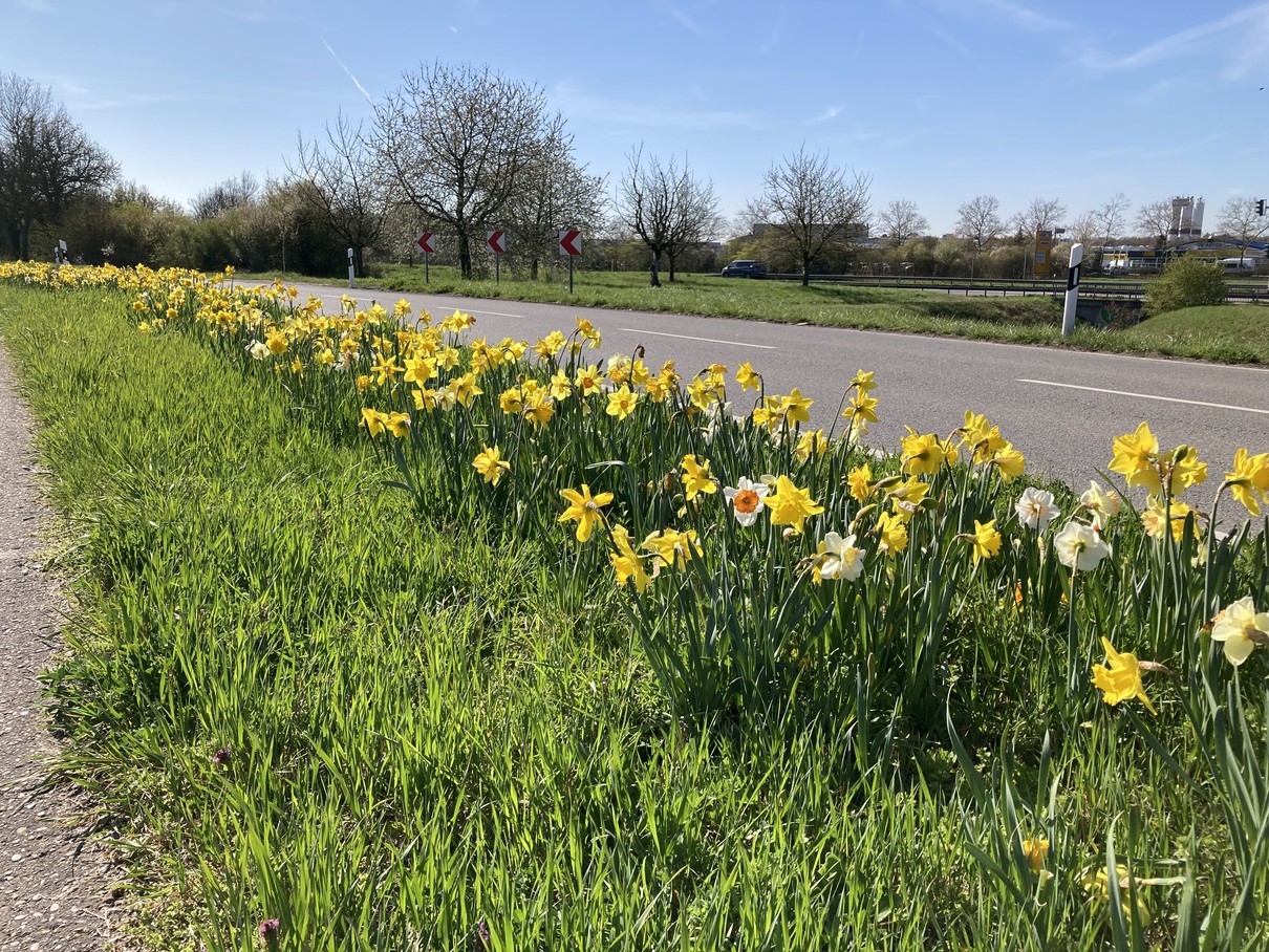 Frühjahrsblüher_IMG_5808