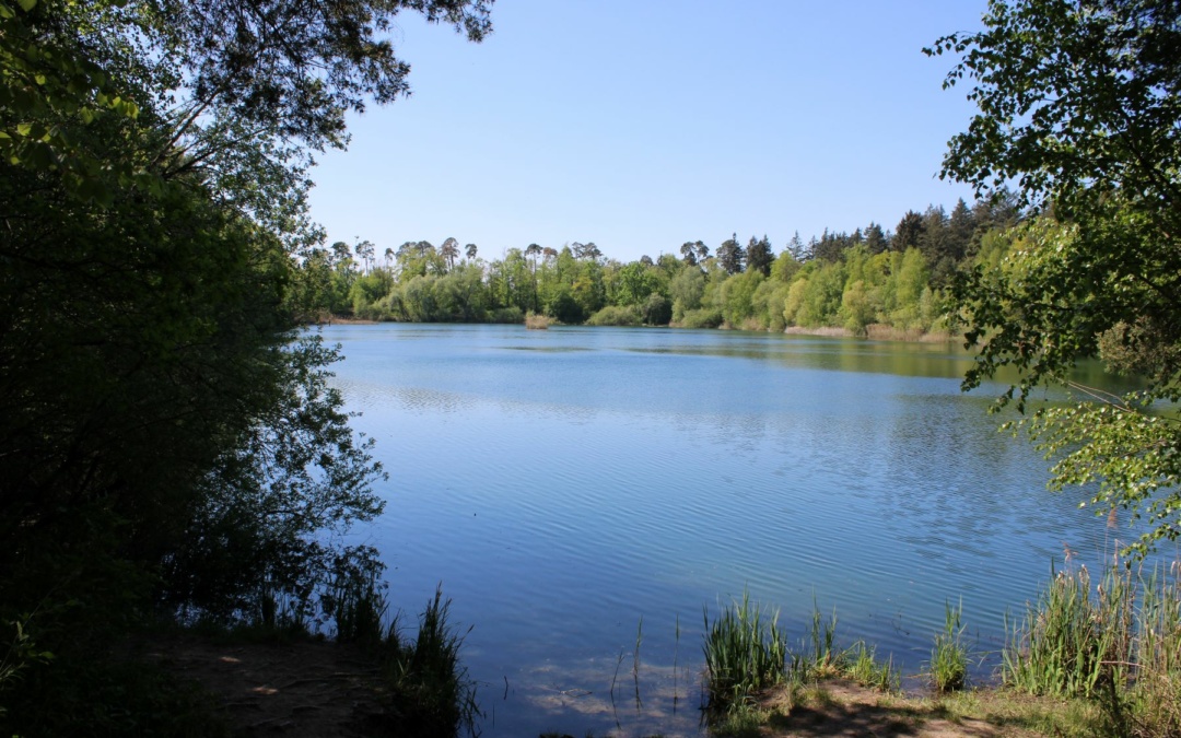Hochholzer See: Biodiversitätsmonitoring wird fortgesetzt – Bürger können sich beteiligen