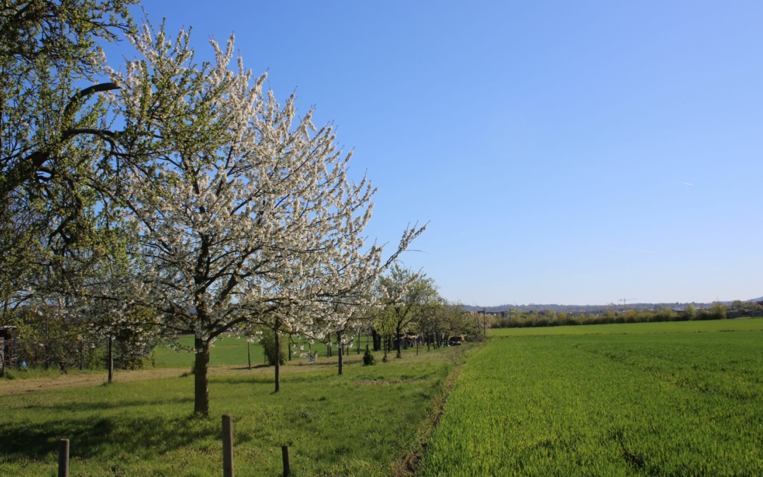 Der Landschaftsplan nimmt Gestalt an