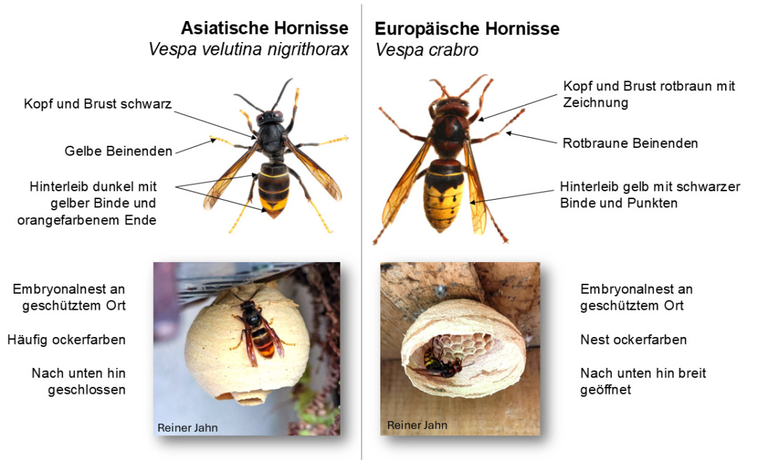 Nester der Asiatischen Hornisse finden und entfernen