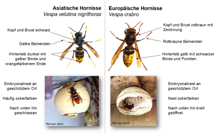 Nester der Asiatischen Hornisse finden und entfernen