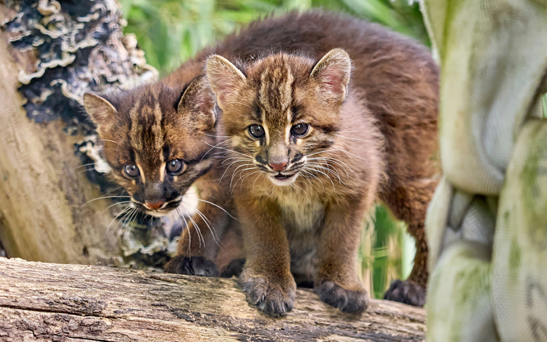Goldkatzen-Nachwuchs auf Entdeckungstour