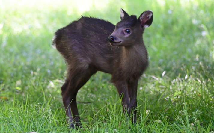 Nachwuchs im Zoo Heidelberg