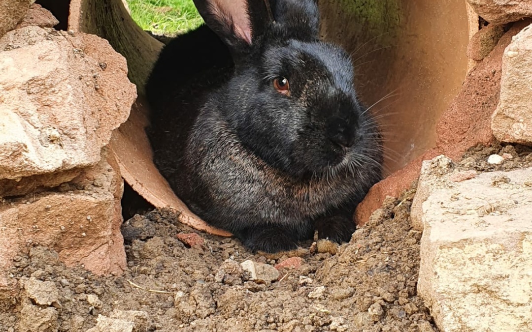 Tipps für Tiere bei Hitze