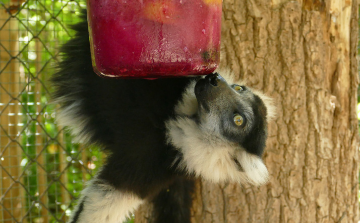 So gehen die Tiere im Zoo Heidelberg mit der Hitze um