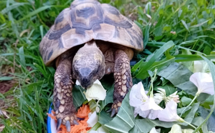 Landschildkröten – immer beliebtere aber unterschätzte Haustiere