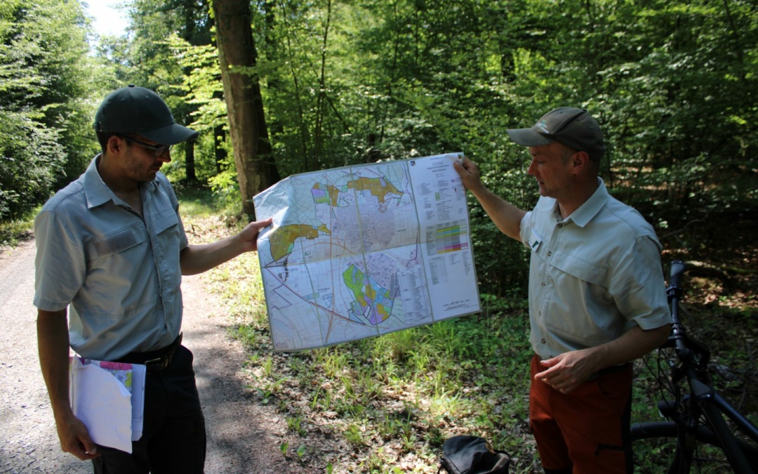 Der Wald im Wandel