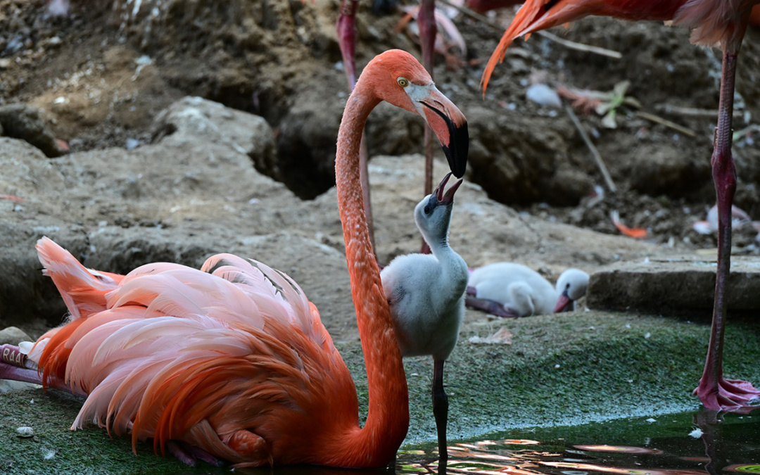 Rosa Flamingos zwischen graue Küken