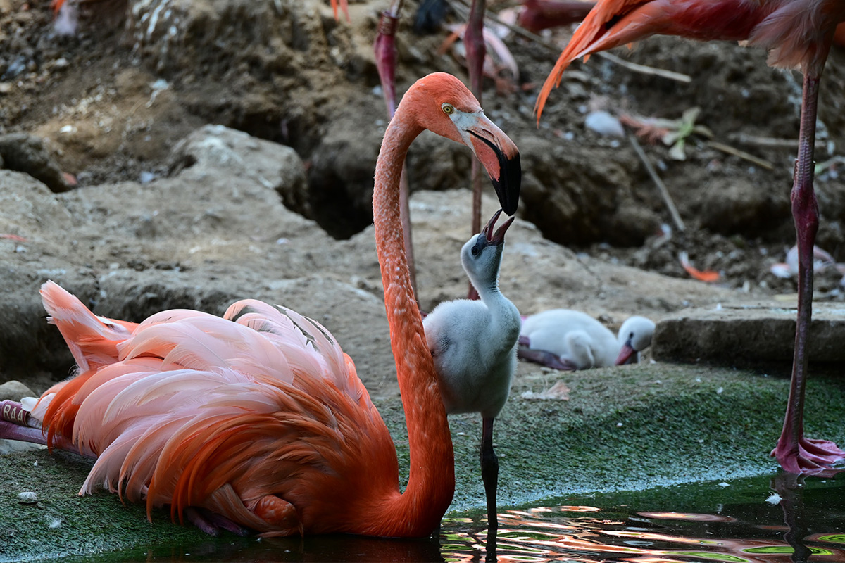 260708_Flamingo_Nachwuchs_1_kl Flamingos