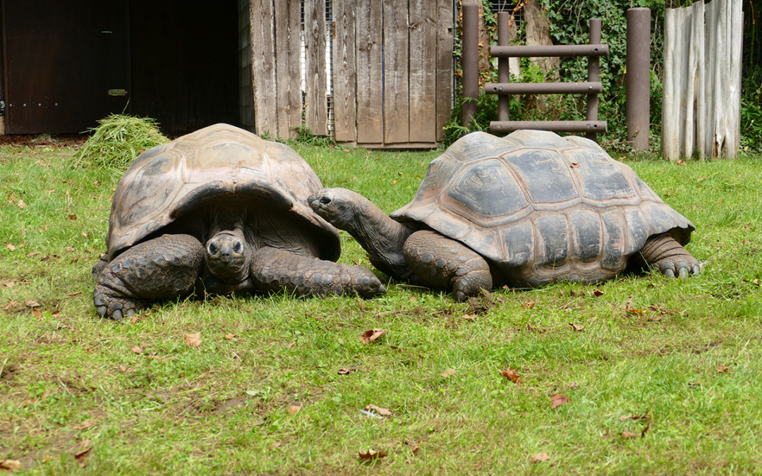 Spendenlauf im Zoo Heidelberg