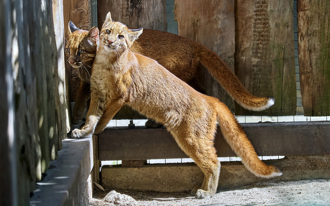 Erneuter Goldkatzen-Nachwuchs im Zoo Heidelberg