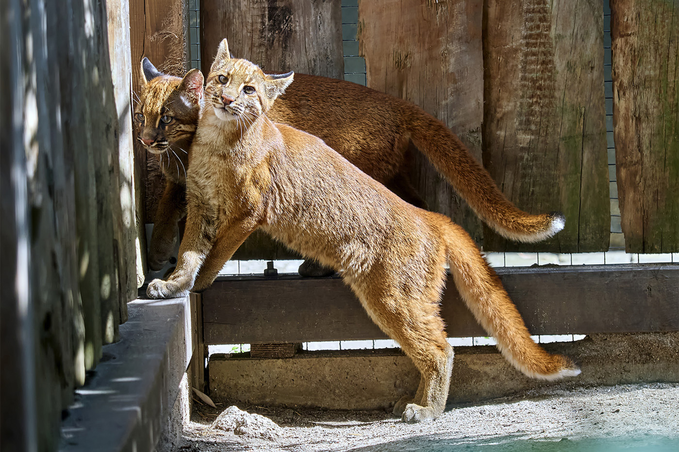 260730_Erneuter_Goldkatzen_Nachwuchs_3_kl Goldkatze