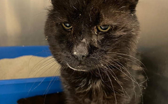 Immer mehr ältere Katzen landen im Tierheim