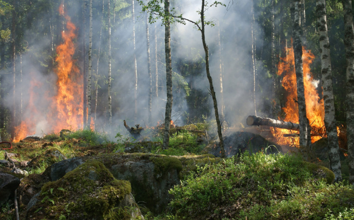 Warum entsteht ein Waldbrand?