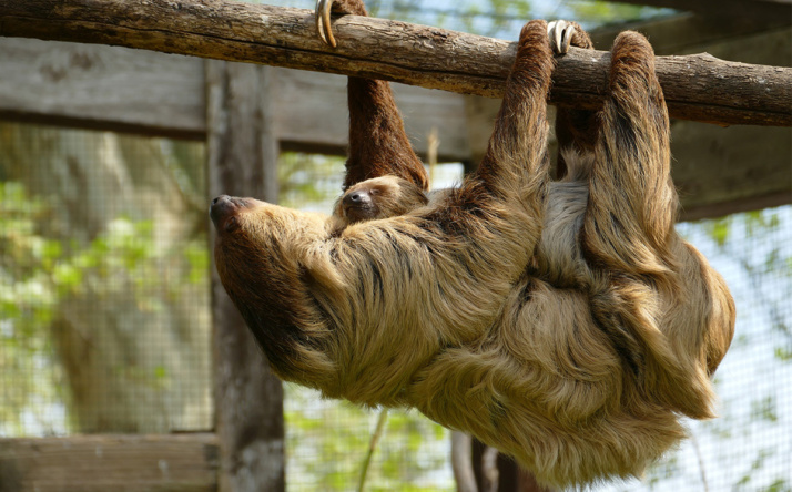 Zootiere nach Feierabend