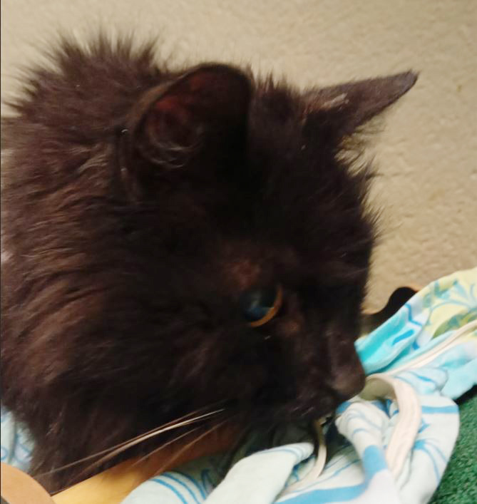 Katze