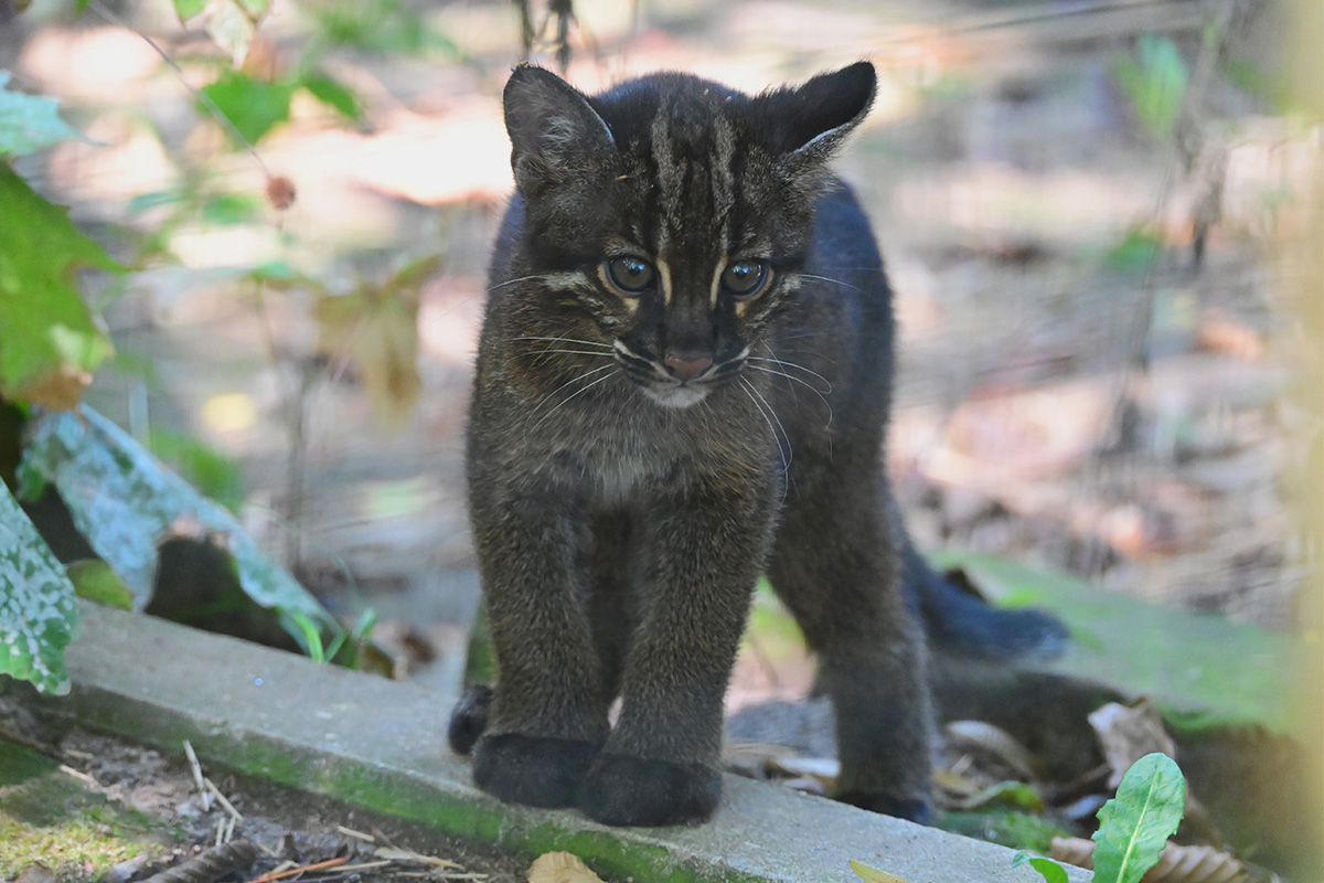 260903_Untersuchung Goldkatze_2_kl Goldkatzen