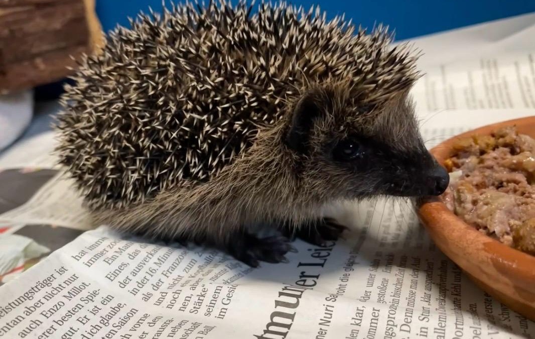 Wanderer oder Waisenkind? Nicht jeder junge Igel braucht Hilfe