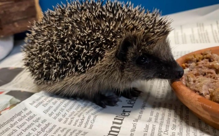 Wanderer oder Waisenkind? Nicht jeder junge Igel braucht Hilfe