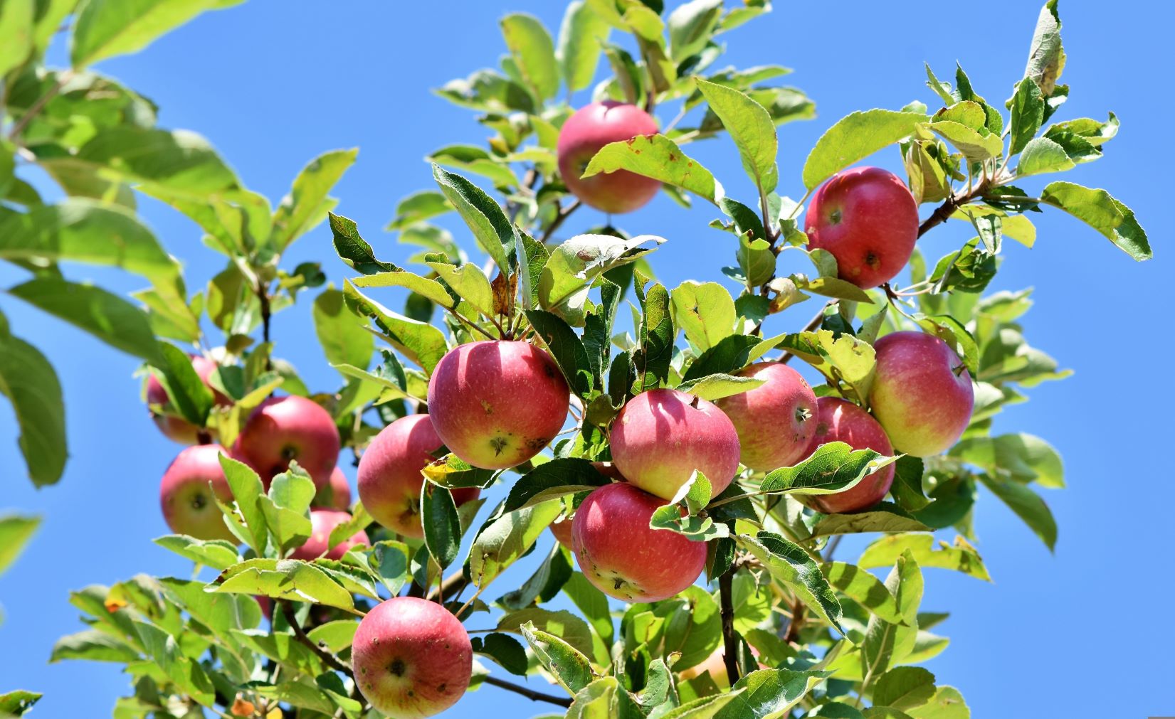 Obstbaum