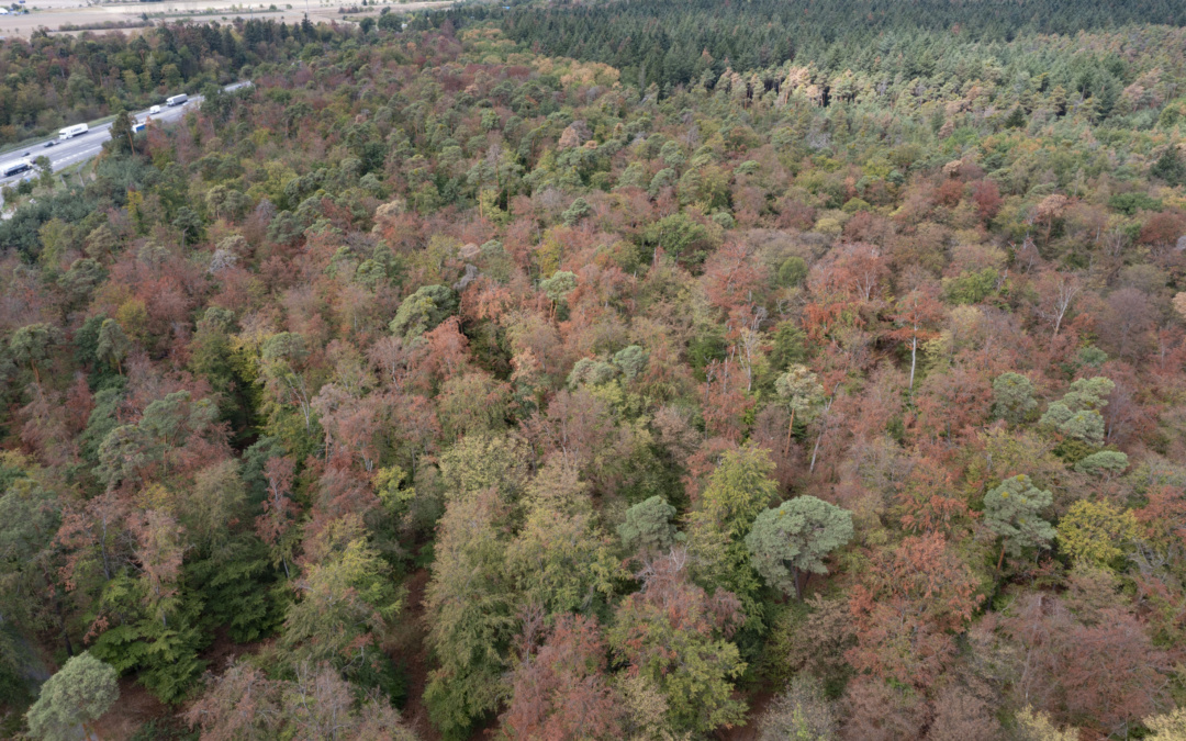 Kreisforstamt: Extremsommer führt zu Trockenstress im Wald – Buchen zeigen ihre Belastungsgrenze