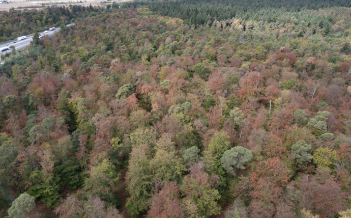 Kreisforstamt: Extremsommer führt zu Trockenstress im Wald – Buchen zeigen ihre Belastungsgrenze