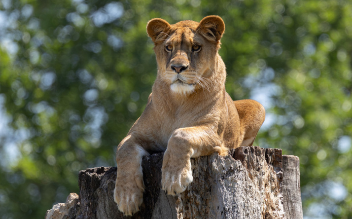 Neue Löwin im Zoo Heidelberg eingezogen