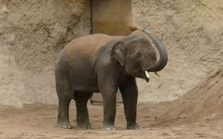 Neuer Elefant im Zoo Heidelberg